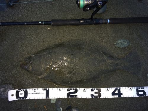 ヒラメの釣果