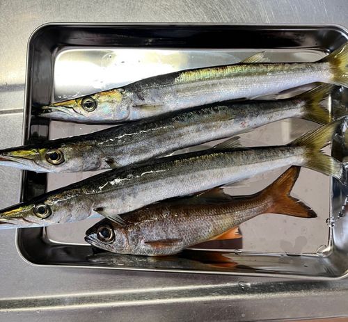 アカカマスの釣果