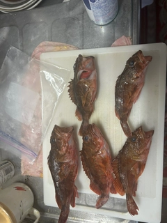 カサゴの釣果