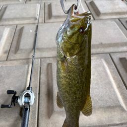 スモールマウスバス