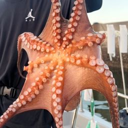 タコ