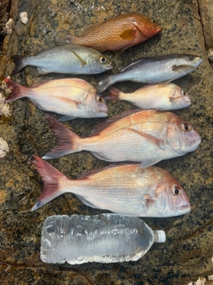 タイの釣果