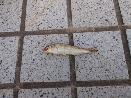ヒメジの釣果