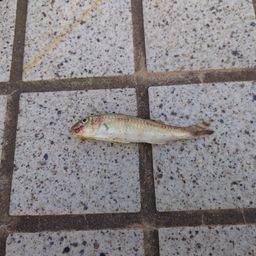 ヒメジ