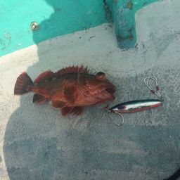 ウッカリカサゴ