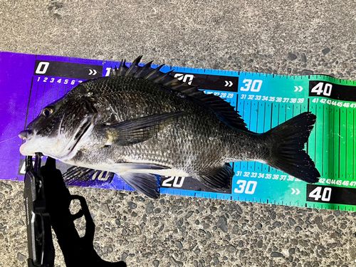 チヌの釣果