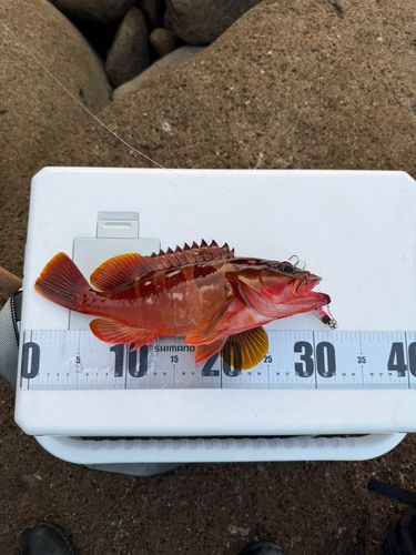 アカハタの釣果