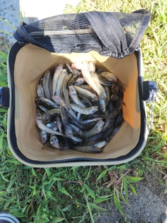ハゼの釣果