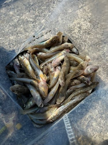 ハゼの釣果