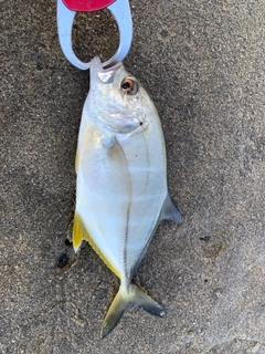メッキの釣果