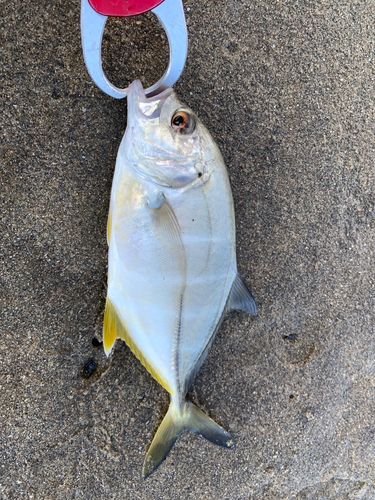 メッキの釣果