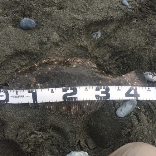 ヒラメの釣果