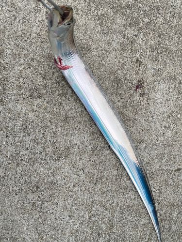 タチウオの釣果
