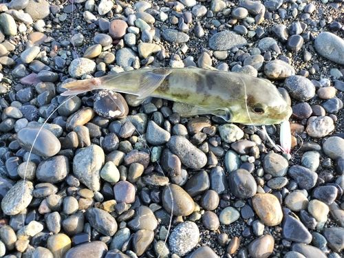 クサフグの釣果