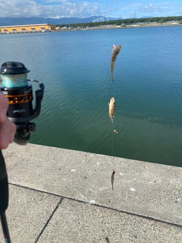 ハゼの釣果