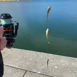 ハゼ