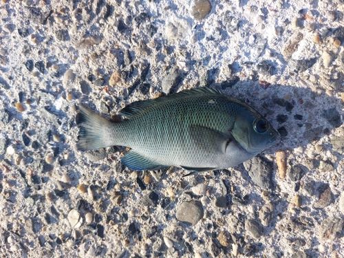 メジナの釣果