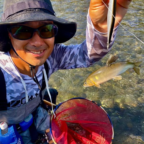 アユの釣果