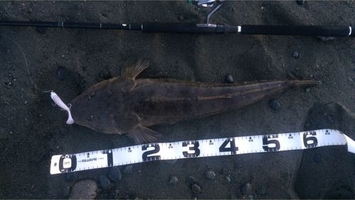マゴチの釣果