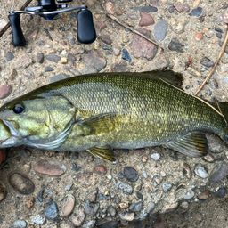 スモールマウスバス