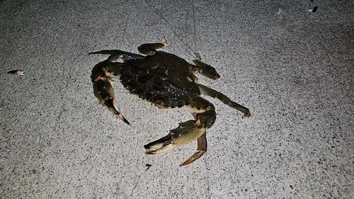 カニの釣果