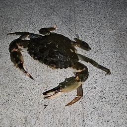 カニ