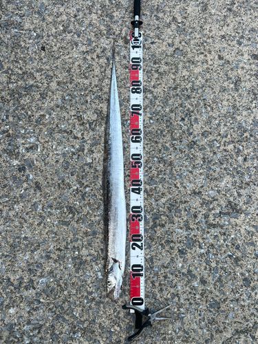 タチウオの釣果