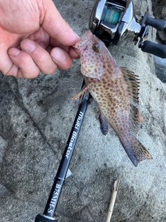 オオモンハタの釣果