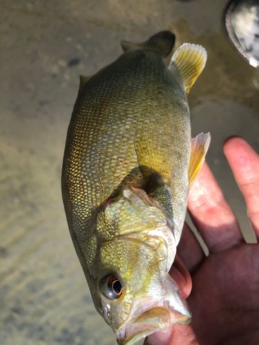 スモールマウスバスの釣果