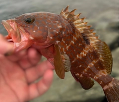 キジハタの釣果
