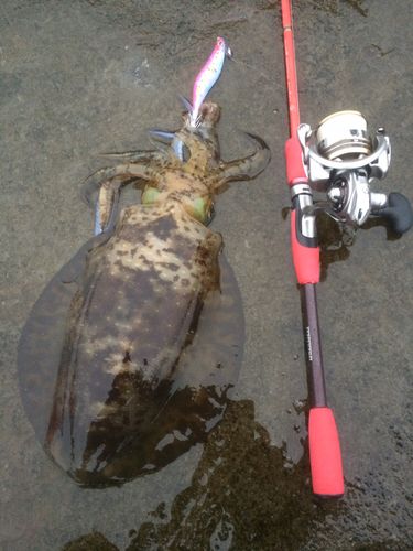 アオリイカの釣果