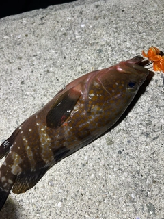 アコウの釣果