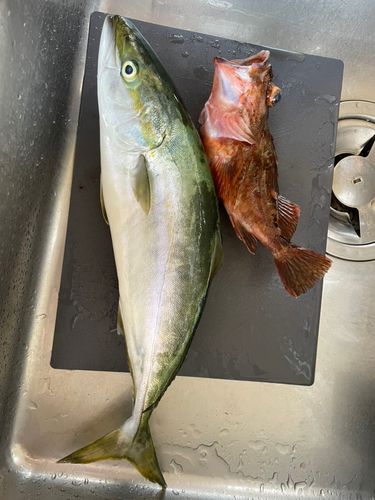 イナダの釣果