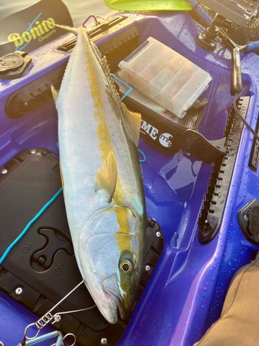 ヒラマサの釣果