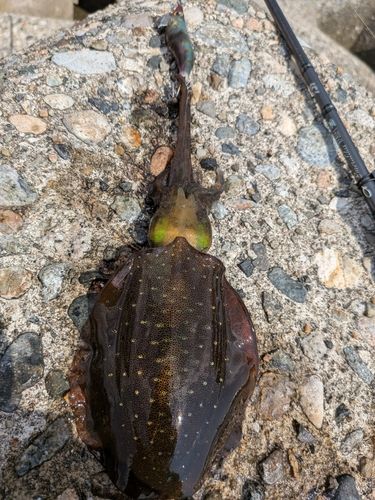 アオリイカの釣果