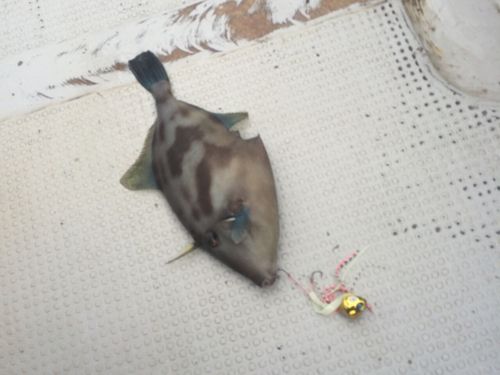 ウマヅラハギの釣果