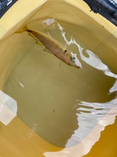 マアジの釣果