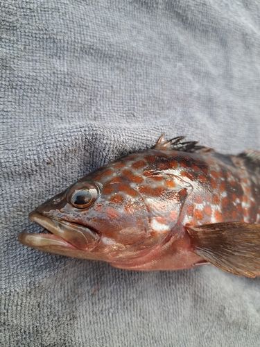 キジハタの釣果