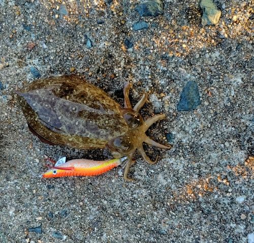 コウイカの釣果