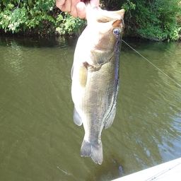 ラージマウスバス