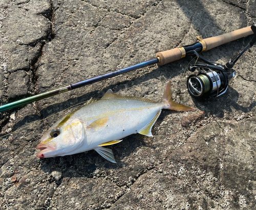 ショゴの釣果