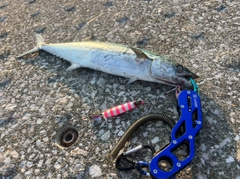 サゴシの釣果