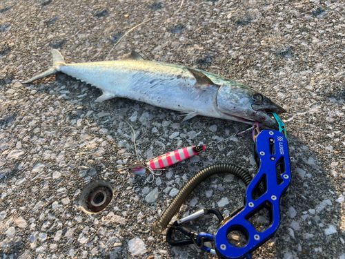 サゴシの釣果