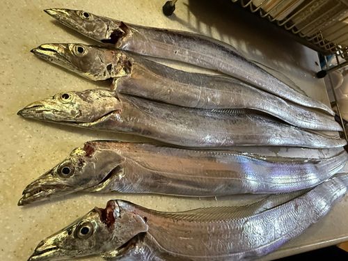 タチウオの釣果