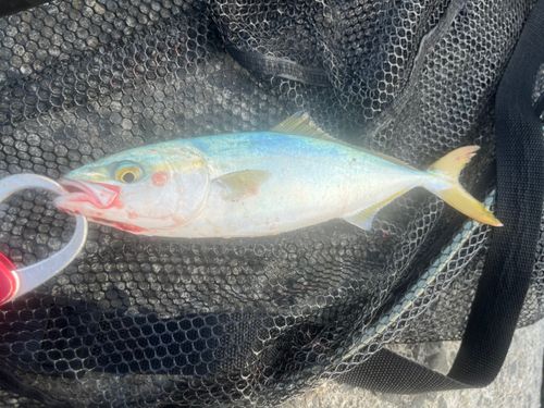 ワカシの釣果