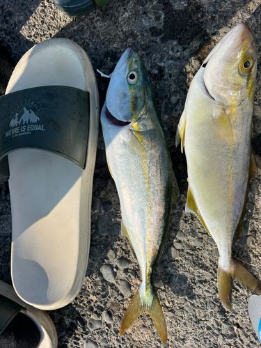 ワカナゴの釣果