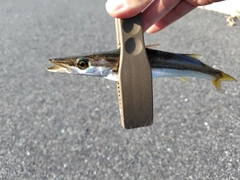 カマスの釣果