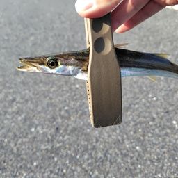 カマス