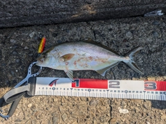 ショゴの釣果