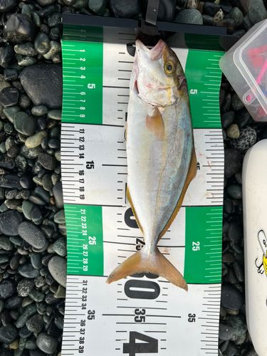 ワカシの釣果